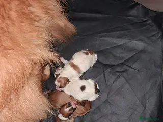 Pomchi dogs Pomchi puppies - Advert 14