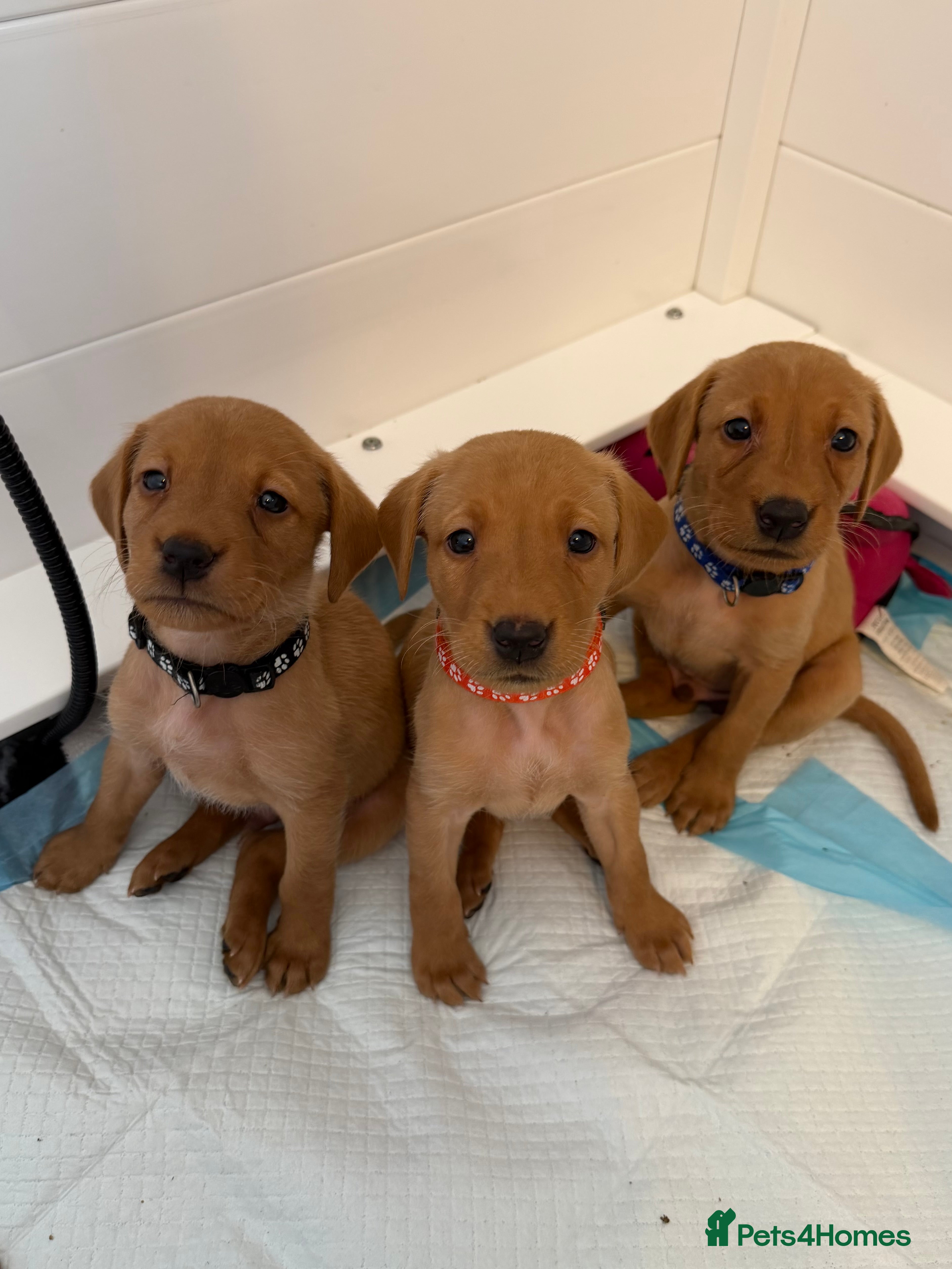 Labrador Retriever dogs KC Fox Red Labrador Pups FTCH Sire - Health Tested - Advert 7