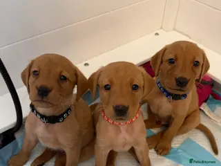 Labrador Retriever dogs KC Fox Red Labrador Pups FTCH Sire - Health Tested - Advert 7