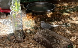 Finches birds for sale: Lots of different types of finches,DOVE PAIR  - Image 16