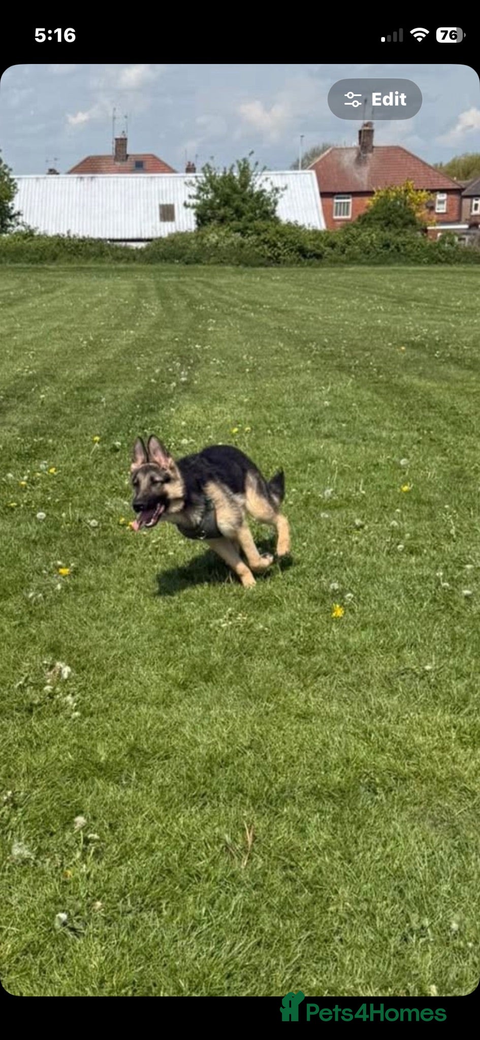 German Shepherd dogs Male German Shepherd reggie - Advert 8
