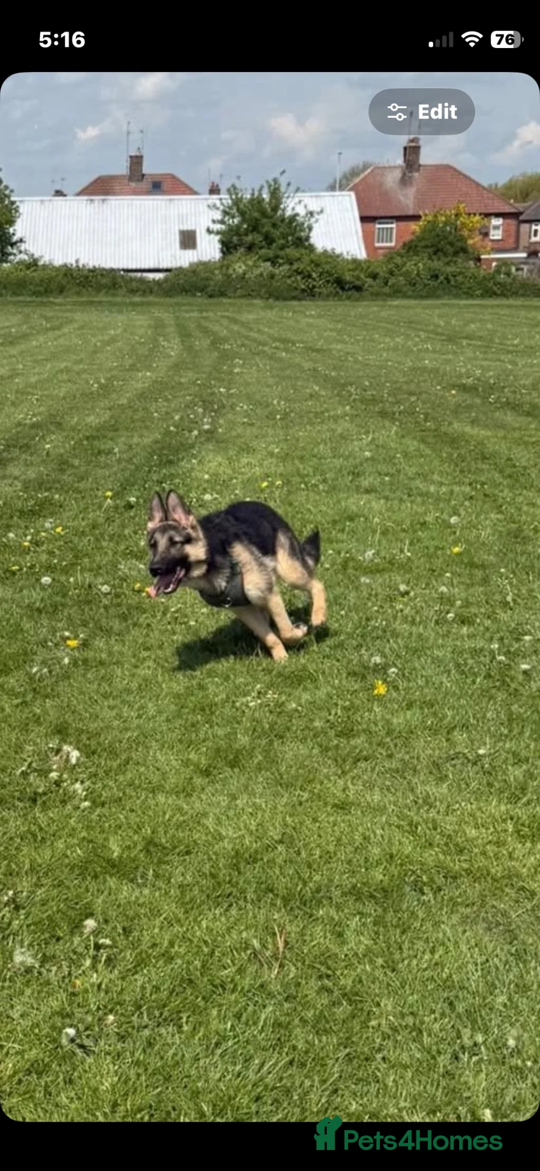 German Shepherd dogs for sale: Male German Shepherd reggie - Advert 1