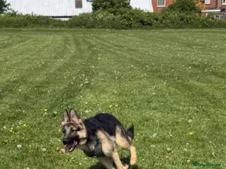 German Shepherd dogs Male German Shepherd reggie - Advert 8