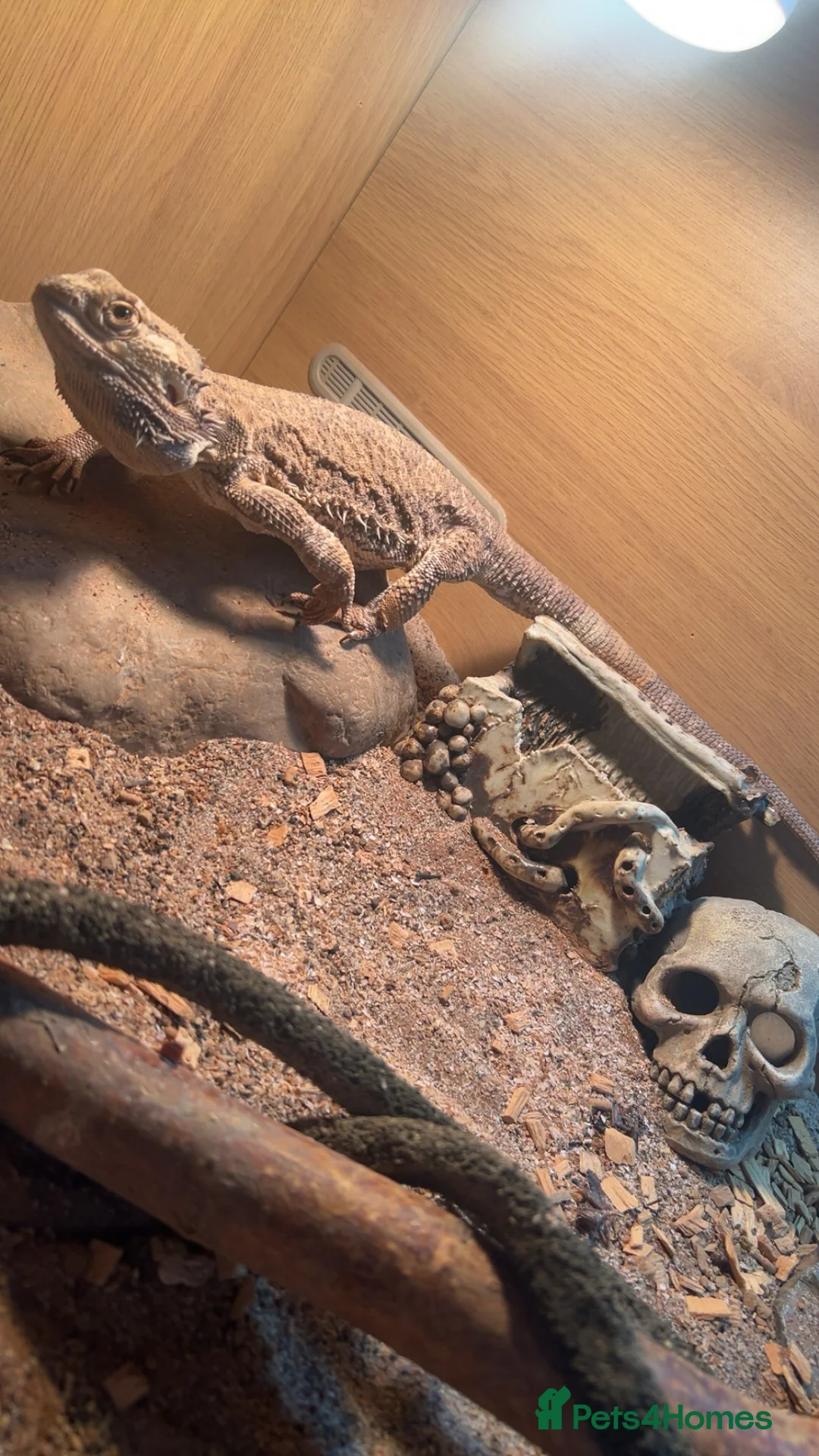 Bearded Dragon reptiles for sale: Bearded Dragon & Full Set Up - Advert 2