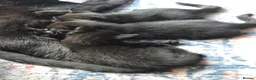 Mixed Breed cats for sale: Two male back Kittens  in Bristol - Advert 3