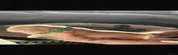 Frug dogs for sale: 🐶 Beautiful Frug puppies 🐶  - Advert 9