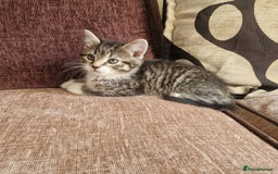 Mixed Breed cats for sale: Stunning kitty's please read full ad  - Image 1