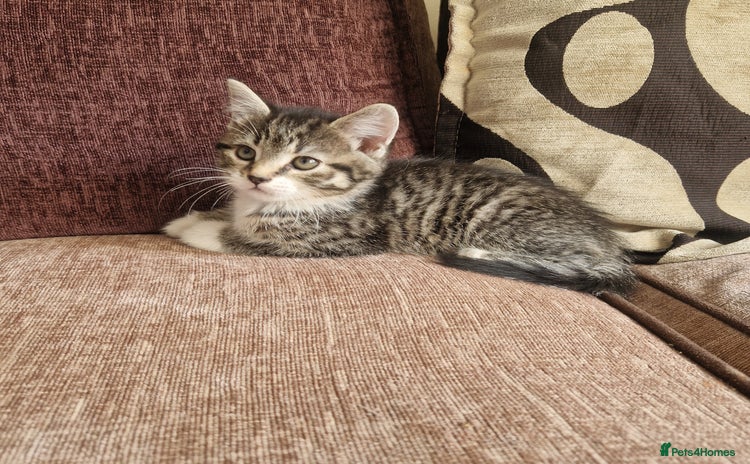 Mixed Breed cats for sale - Advert 1