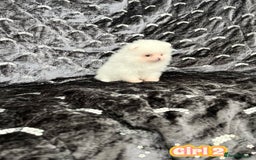 Pomeranian dogs for sale: Top Quality 🐼 Championship Lines - Image 13