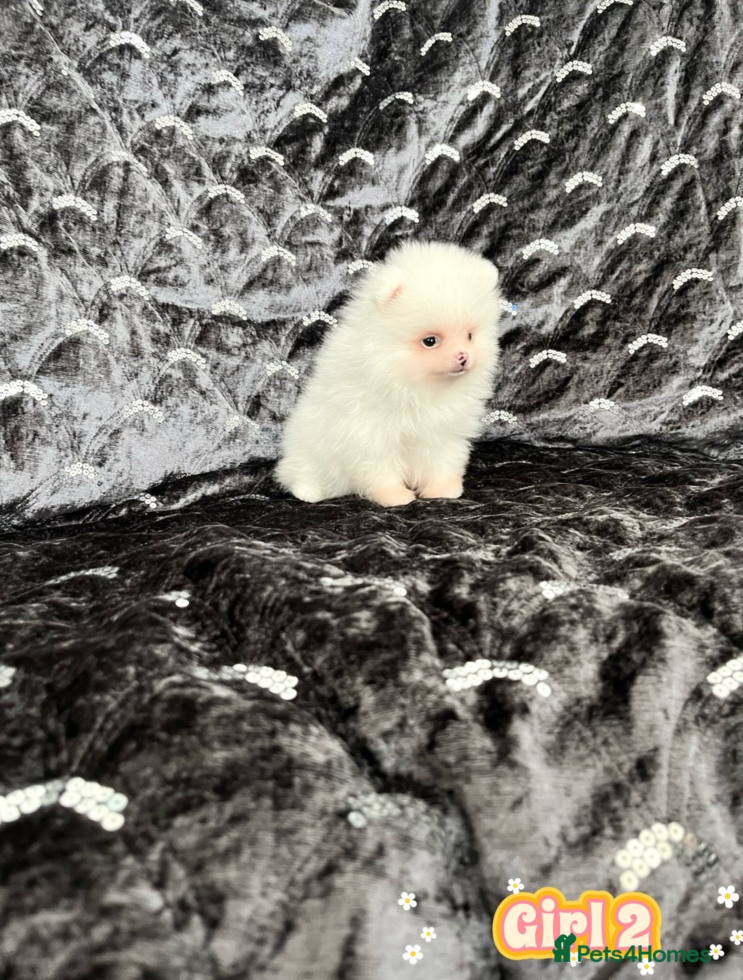 Pomeranian dogs for sale: Top Quality 🐼 Championship Lines - Image 13