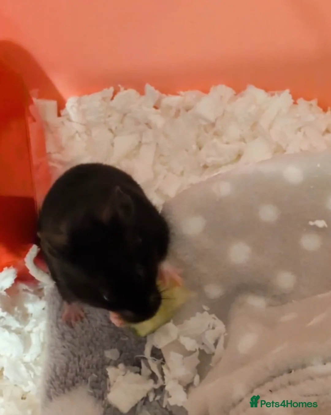 Hamster rodents for sale: Black and white female  Syrian hamster  - Advert 2
