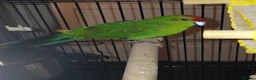 Parakeets birds for sale: Kakariki - Advert 4