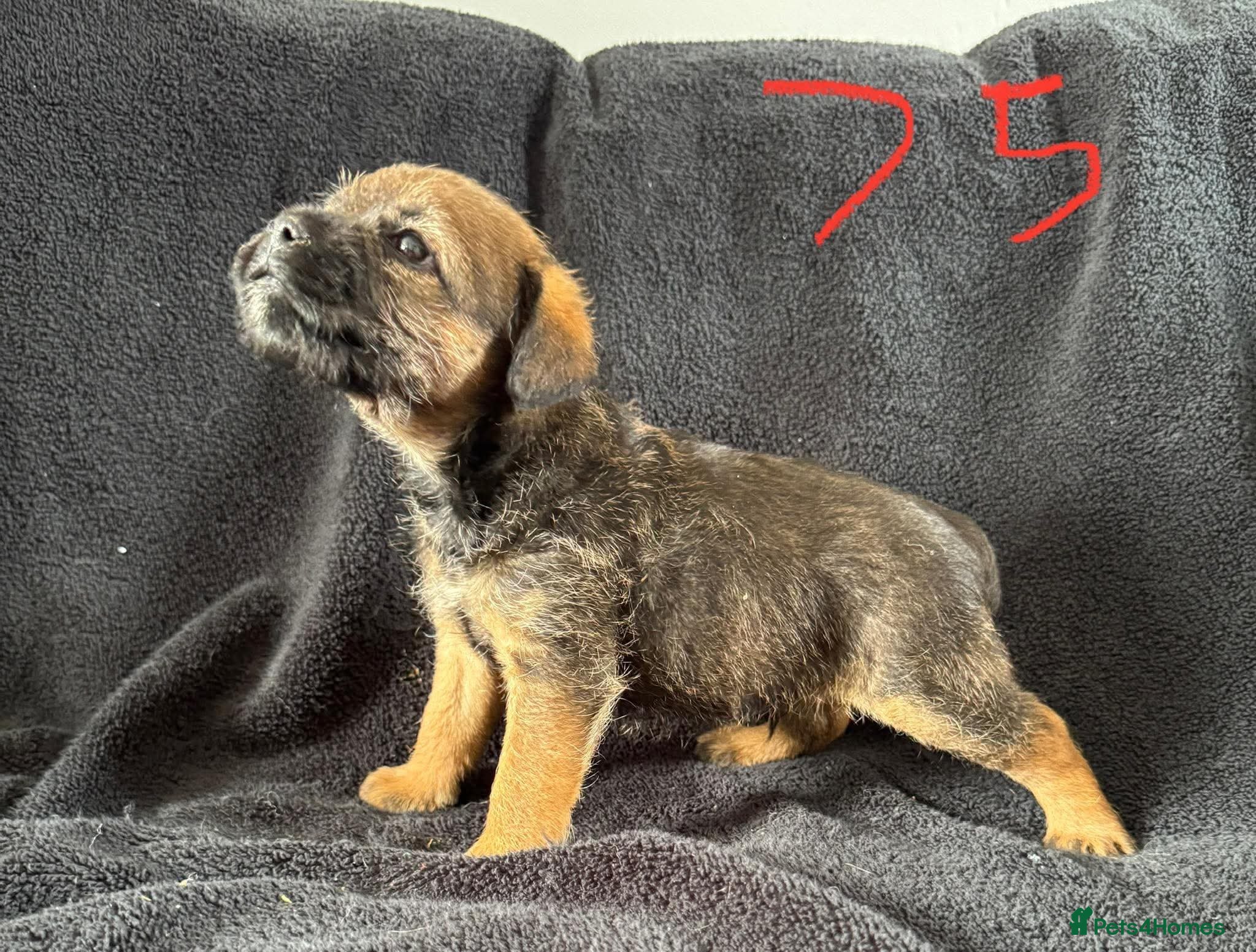 Border Terrier dogs Beautiful border terrier puppies  - Advert 1