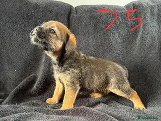 Border Terrier dogs Beautiful border terrier puppies - Advert 16