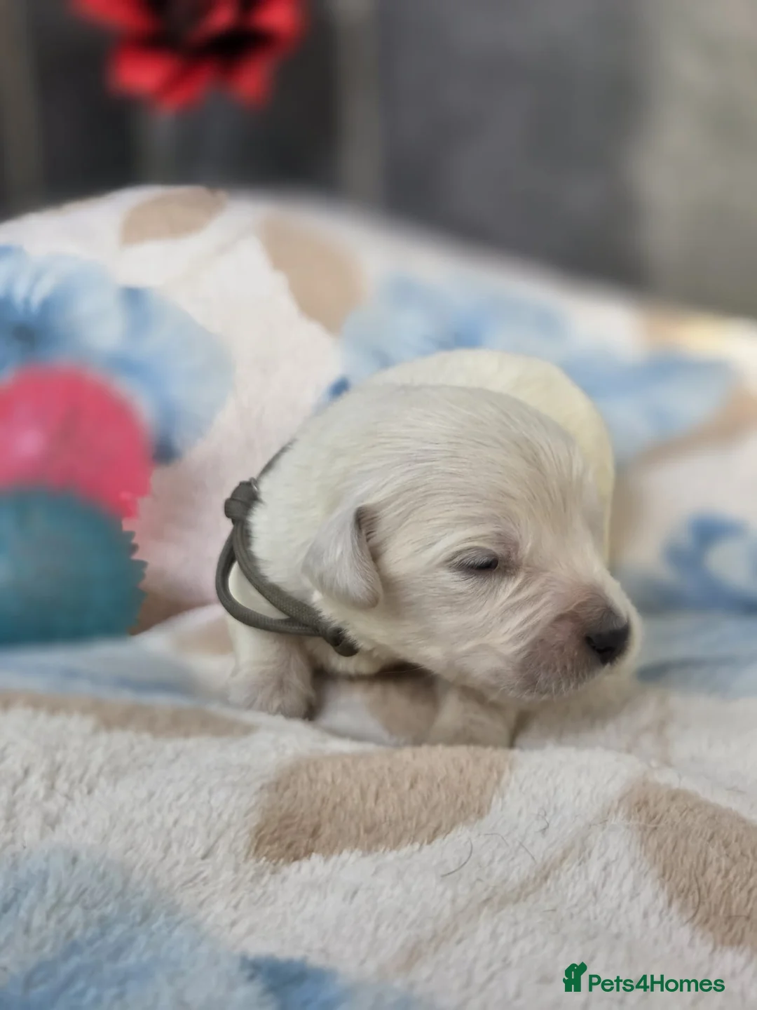 Golden Retriever dogs for sale: Beautiful kc golden retriever pups - Advert 18