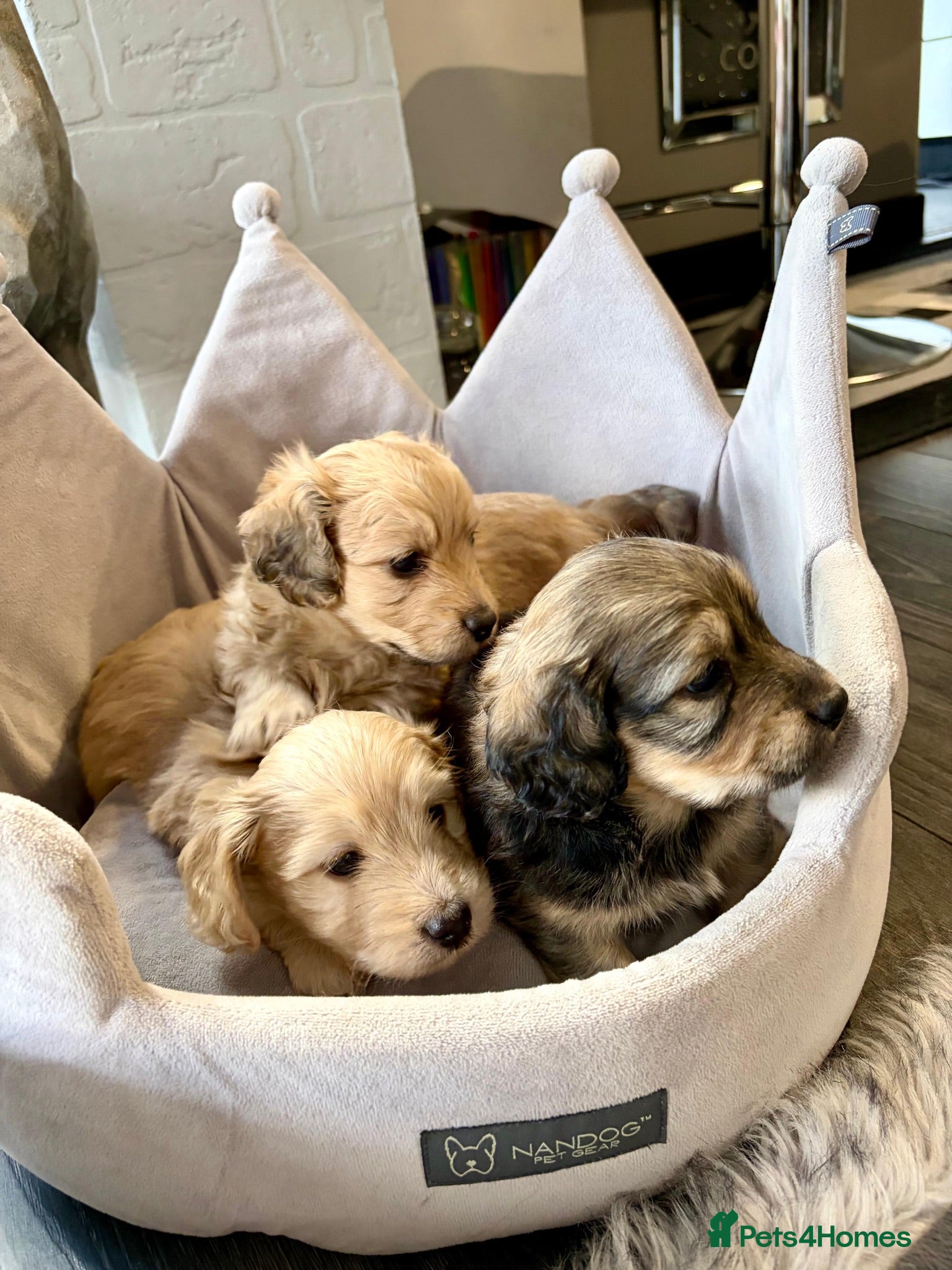 Doxiepoo dogs (REDUCED) Three Stunning Daxi Poo Puppies - Advert 4