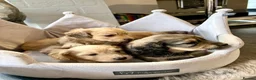 Doxiepoo dogs for sale: (REDUCED) Three Stunning Daxi Poo Puppies in Par - Advert 1