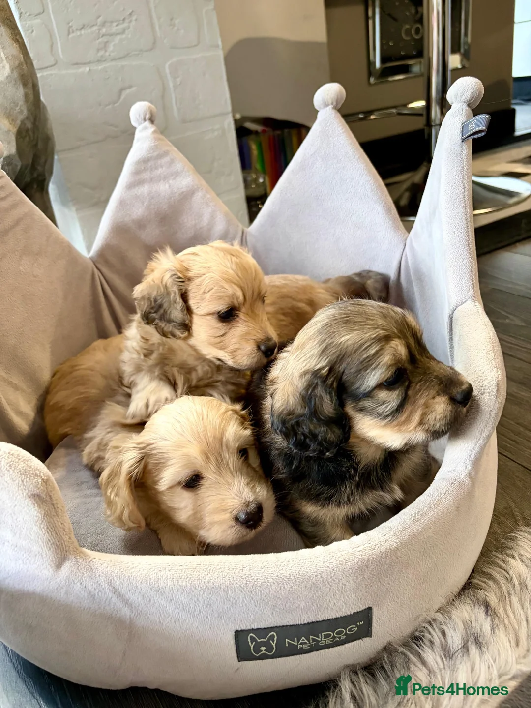 Doxiepoo dogs for sale: (REDUCED) Three Stunning Daxi Poo Puppies in Par - Advert 1