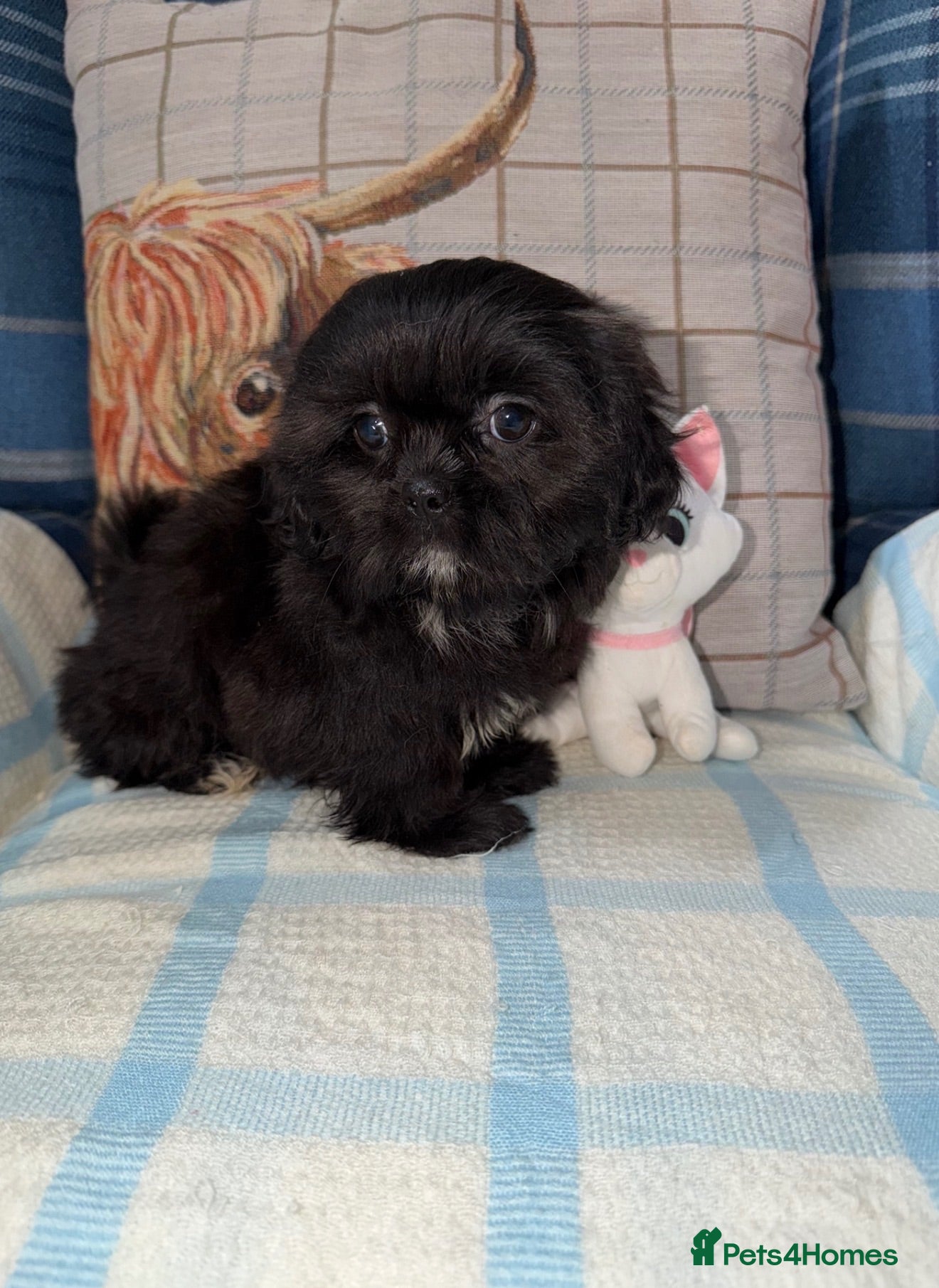 Shih Tzu dogs 💖💙Stunning Black Shih Tzu Puppies💙💖 - Advert 2