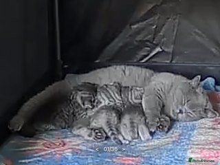 British Shorthair cats - Advert 1