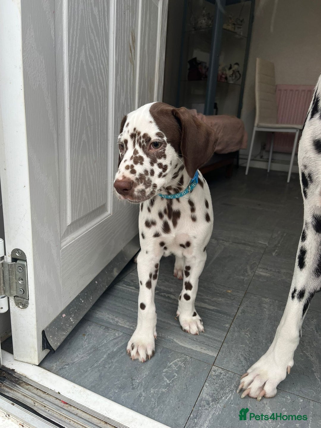 Dalmatian dogs for sale: Dalmatian puppies for sale  - Image 9