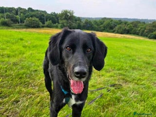 Mixed Breed dogs Roo has been waiting for a home for too long! in Waltham Abbey - Advert 2