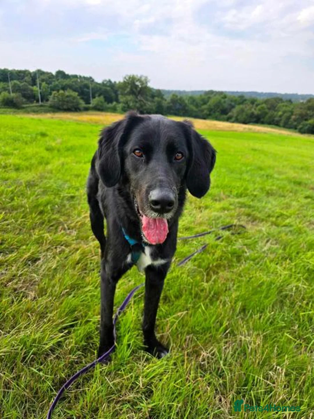 Mixed Breed dogs for adoption: Roo has been waiting for a home for too long! in Waltham Abbey - Advert 1