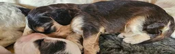 Cockapoo dogs for sale: Amazing Roan and Tri Colored F1 Cockapoos - Advert 31