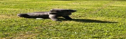 Cane Corso dogs for sale: 5 Towns Corsos Spring litter  - Advert 23