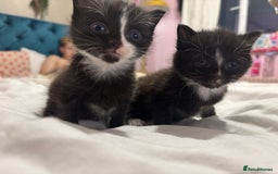 Maine Coon cats for sale: 2 gorgeous boy kittens  - Image 1
