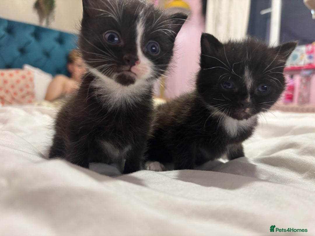 Maine Coon cats for sale: 2 gorgeous boy kittens  - Image 1