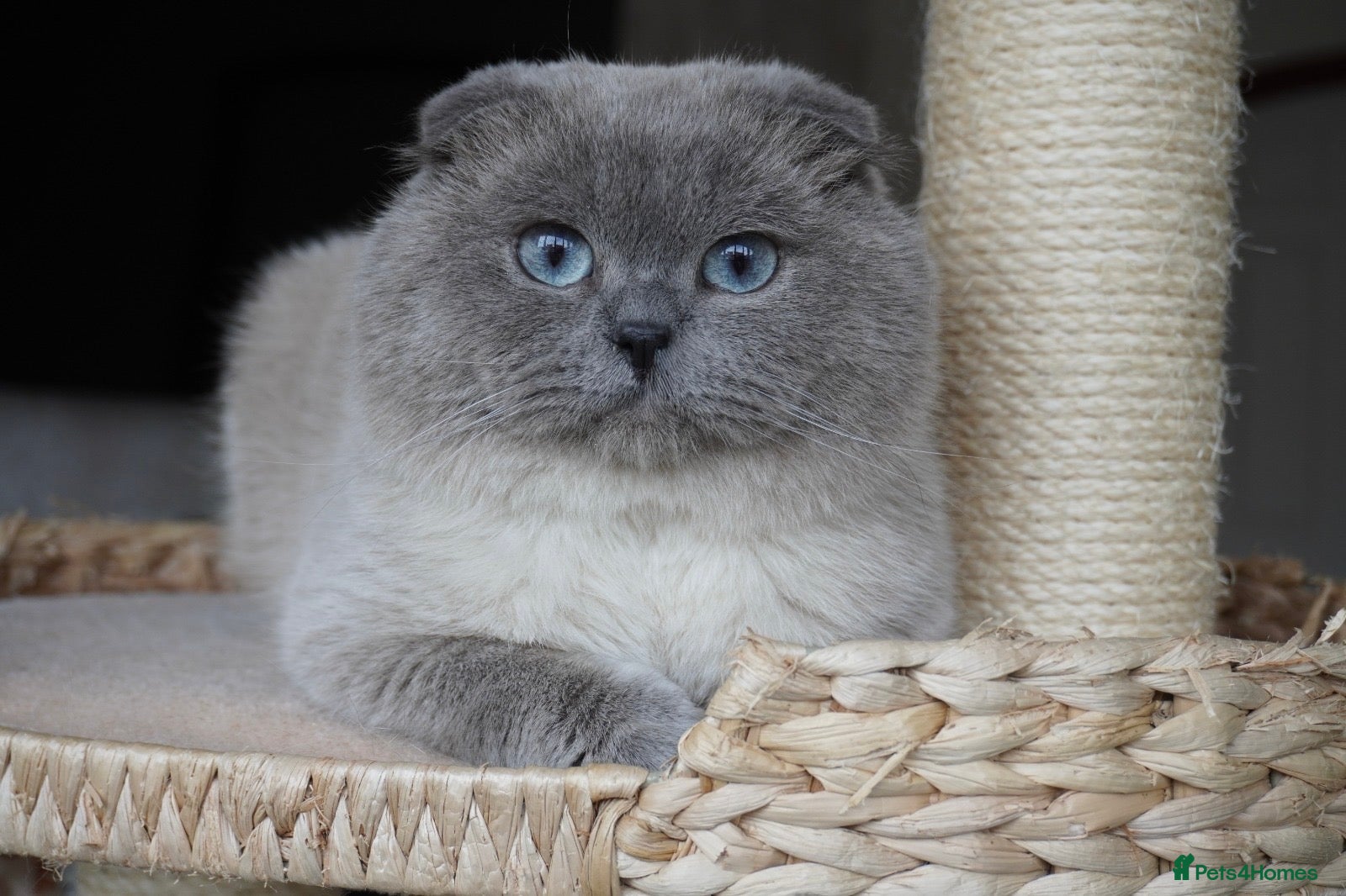 Scottish Fold cats 💙Handsome Scottish Fold💙 - Advert 1