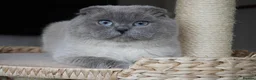 Scottish Fold cats for sale: 💙Handsome Scottish Fold💙 - Advert 1