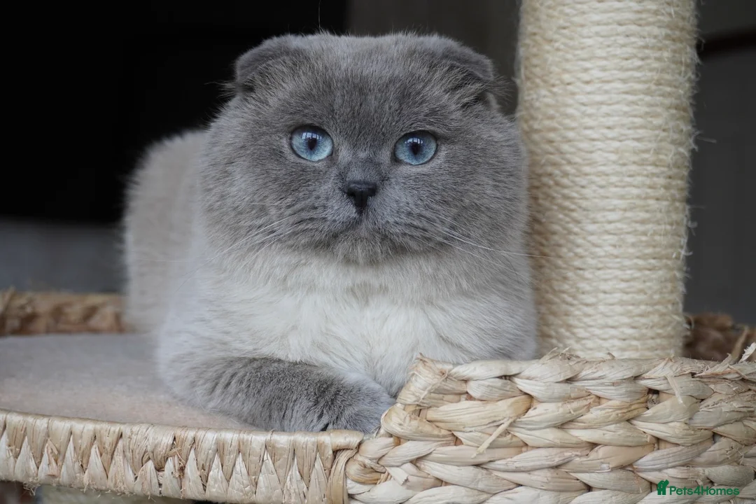 Scottish Fold cats for sale: 💙Handsome Scottish Fold💙 - Advert 1