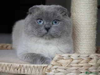 Scottish Fold cats for sale: 💙Handsome Scottish Fold💙 - Advert 1