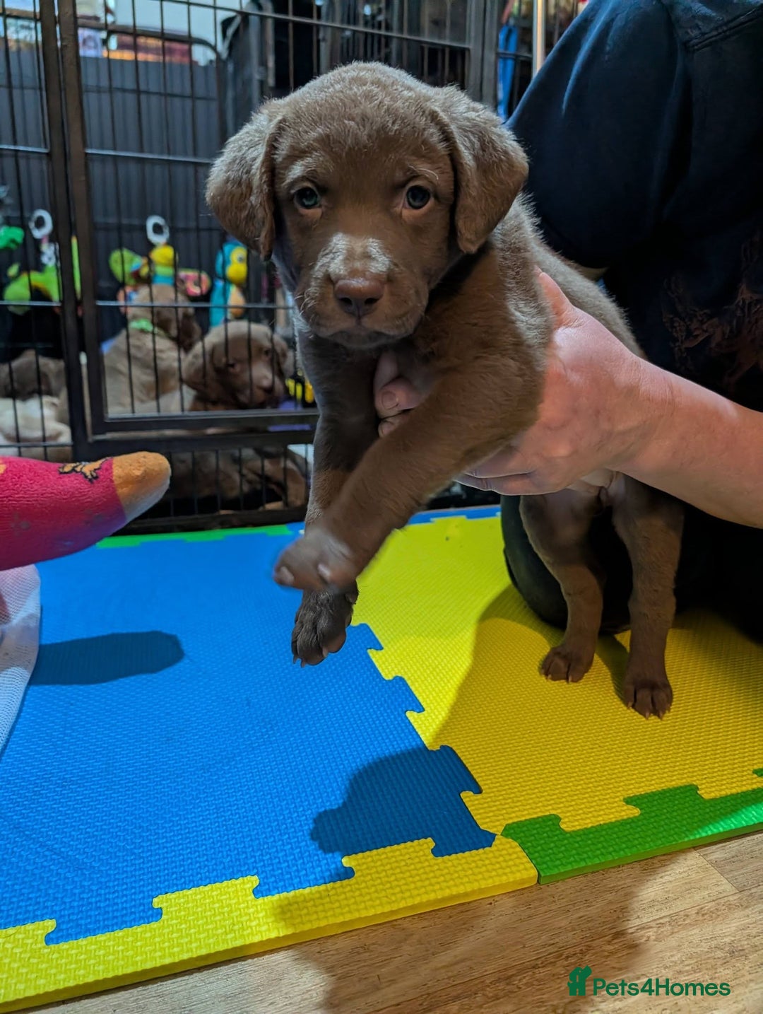 Chesapeake Bay Retriever dogs for sale: Chesapeake Bay Retriever (Chessie) pups - Advert 10
