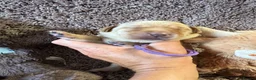Labrador Retriever dogs for sale: 🐾7 Stunning Labrador Puppy’s 👀 🏡 🐾 - Advert 8