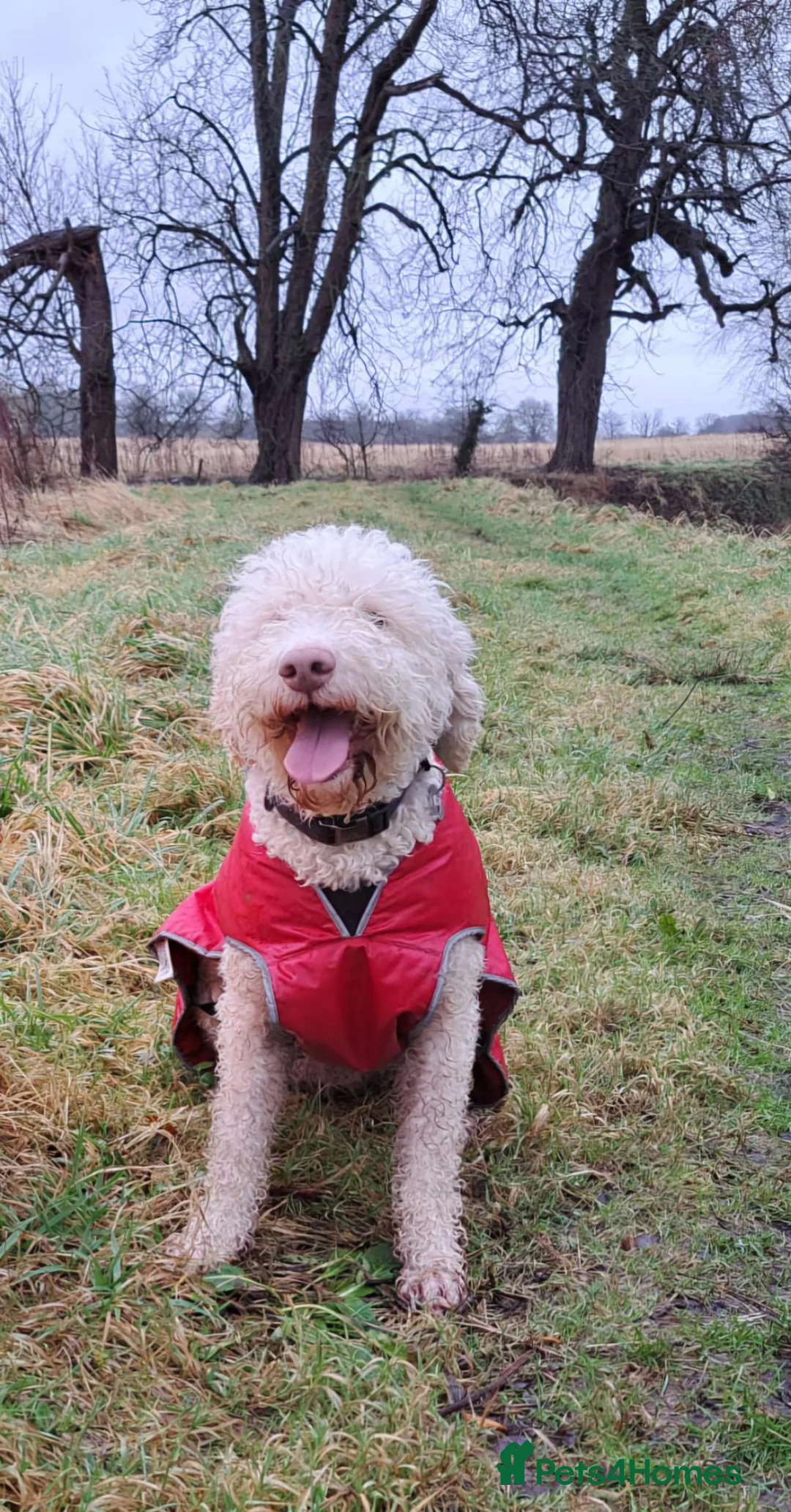 Lagotto Romagnolo dogs for sale: Adult Lagotto girl  - Advert 2