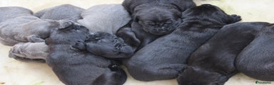 Cane Corso Puppy 7