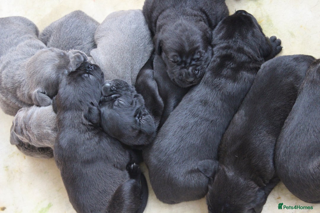 Cane Corso dogs for sale: Cane Corso Puppies from Exceptional Bloodlines - Advert 8