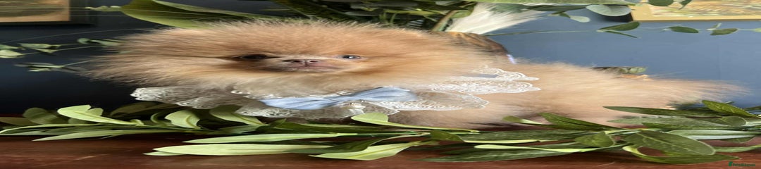 Pomeranian Puppy 1