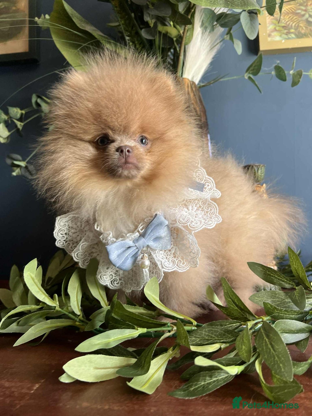 Pomeranian dogs for sale: Stunning pick of the litter Pomeranian Boy - Image 6