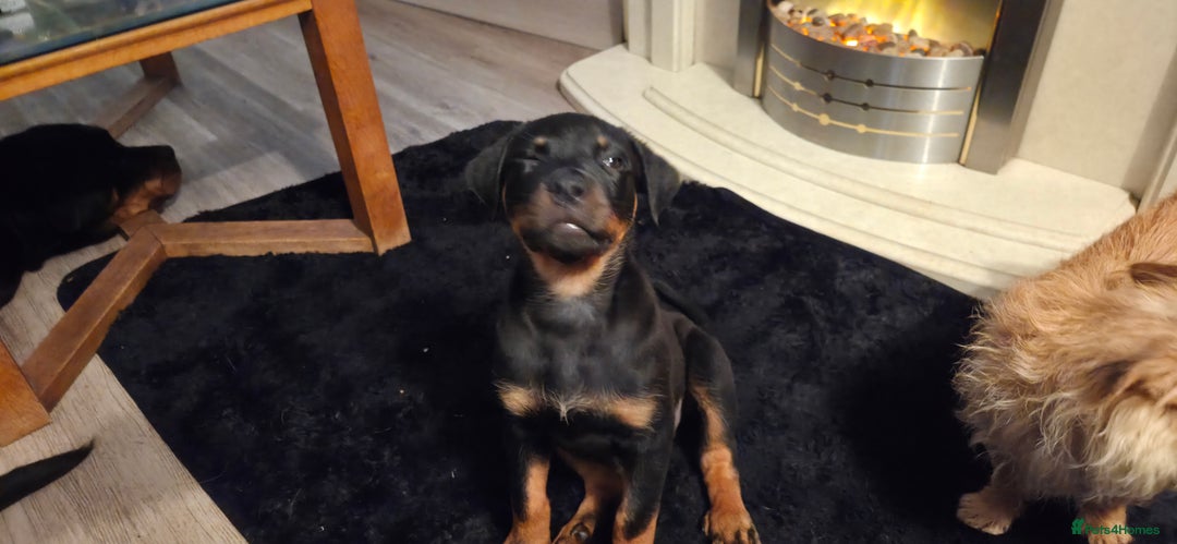 Rottweiler dogs for sale: Rottweiler pups beautiful  - Image 9
