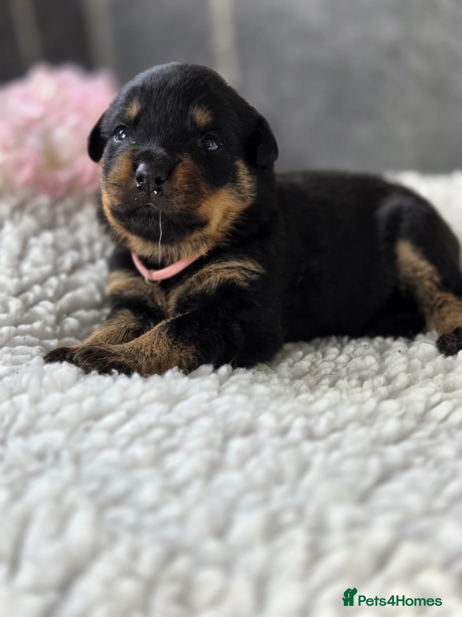 Rottweiler dogs Gorgeous Rottweiler Puppies - Advert 9