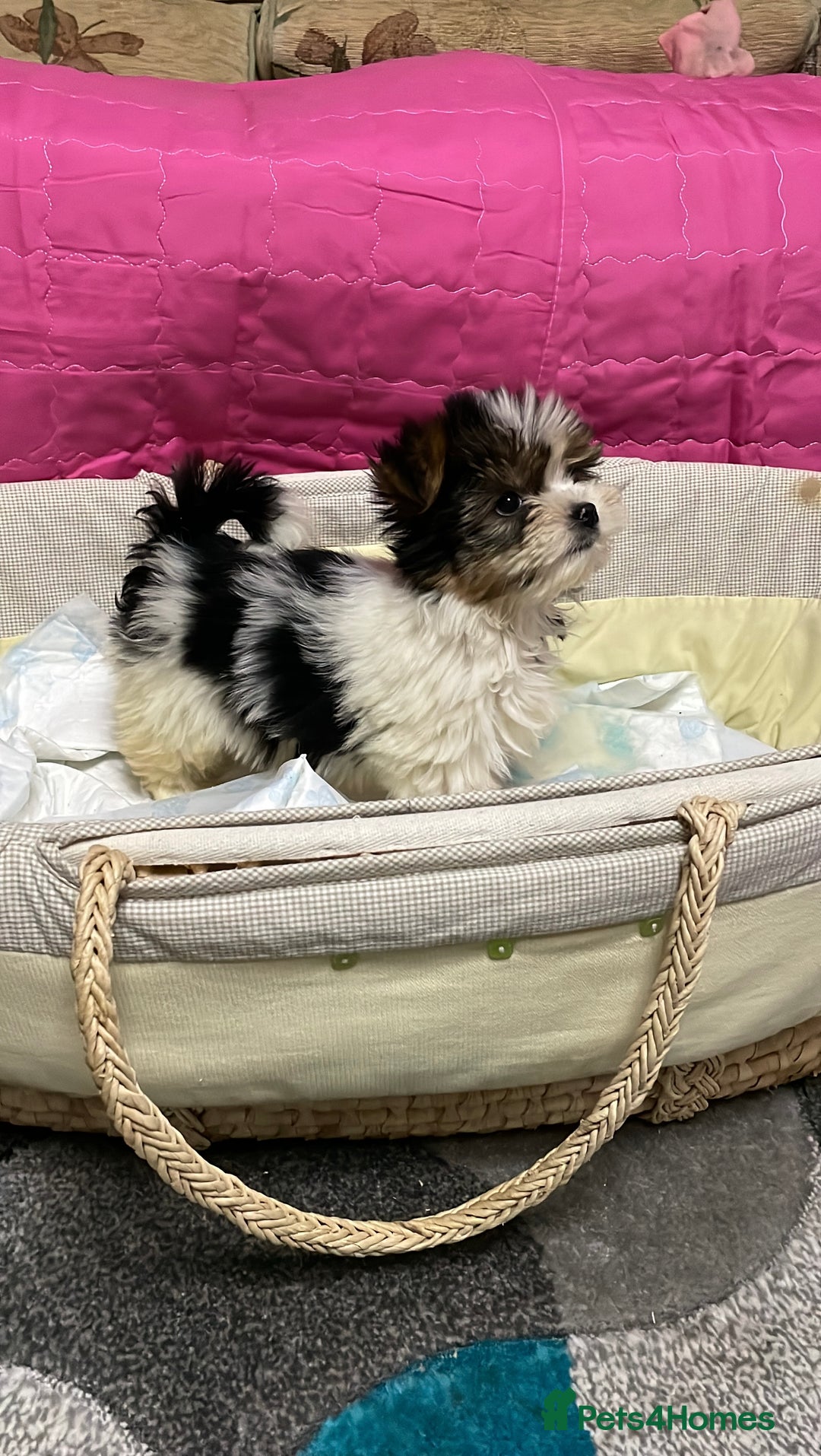 Biewer Terrier dogs for sale:  **  Biewer Terrier Babies Available 🥰 - Advert 13