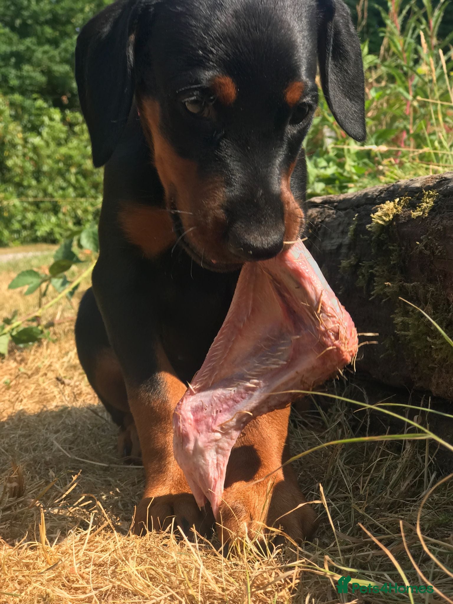 Dobermann dogs Naturally Bred Dobermann Puppies for Sale - Advert 2