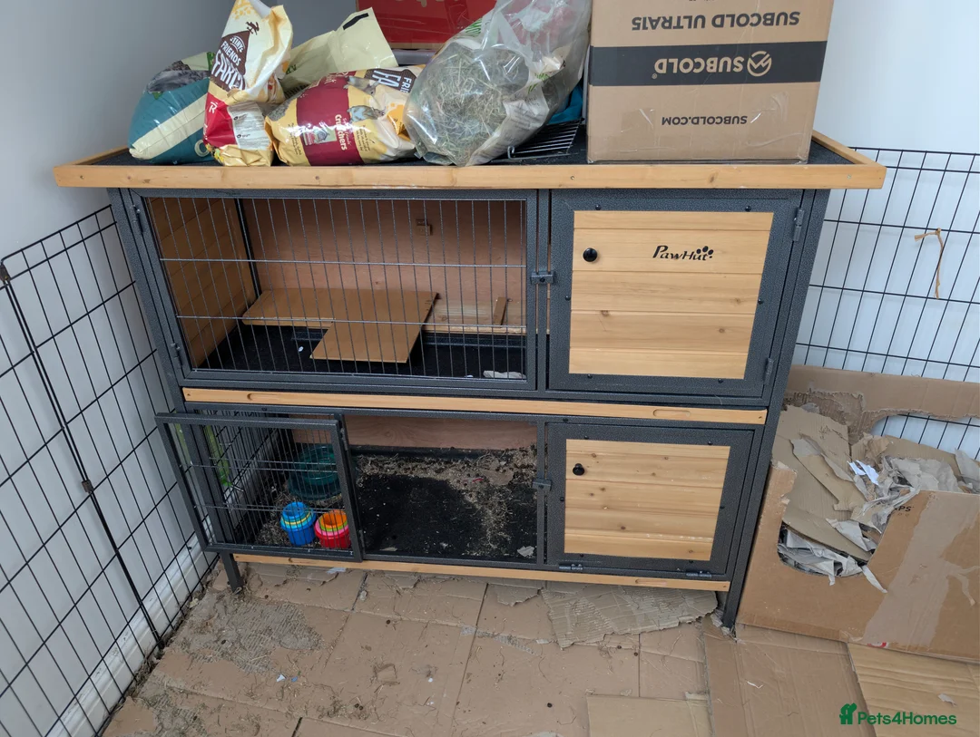 Mini Lop rabbits for sale: Grayson Mini Lop  - Advert 4