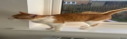 Mixed Breed cats for sale: Chester the ginger boy! - Advert 5