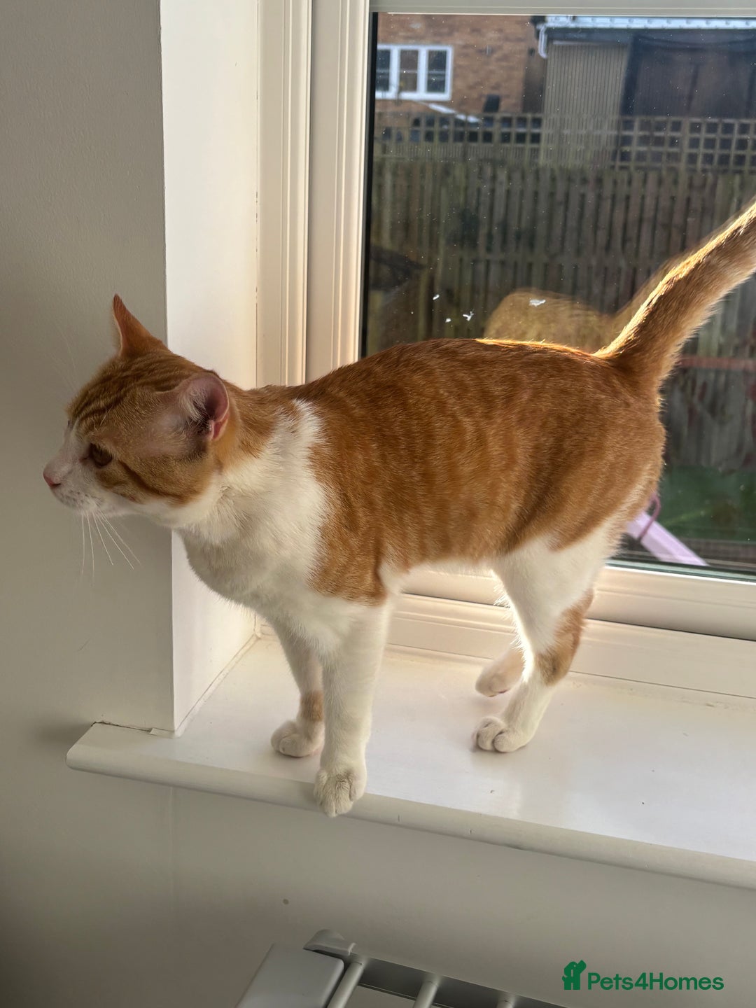 Mixed Breed cats for sale: Chester the ginger boy! - Advert 5