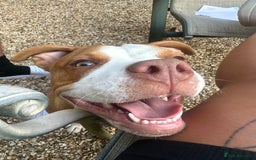 Mixed Breed dogs for sale: Staffie x pocket bully 10 months old - Image 4